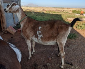 Honey in October 2019 after the morning milking.