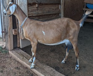 Belle as a yearling October 2019