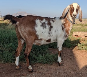 Dolly in October 2019 as a dry yearling.